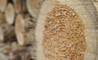 Nahaufnahme von Holz-Pellets