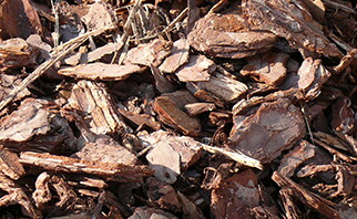 close-up view of bark